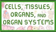 GCSE Biology - Levels of Organisation - Cells, Tissues, Organs and Organ Systems
