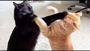 NINJA CATS! There's absolutely NOTHING MORE FUNNY! - Impossible TRY NOT TO LAUGH compilation