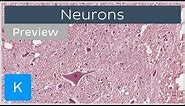 Neurons: types, definition and function (preview) - Human Histology | Kenhub