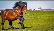 1 HOUR of AMAZING DRAFT HORSES - Calming Music, Relaxation, Stress Relief