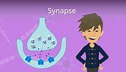 Synapse • Definition, Funktion und Aufbau
