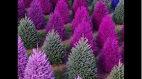 Find unique colorful Christmas trees at this N.J. farm!