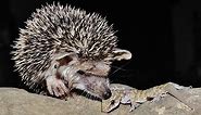 Long-eared hedgehog - Hemiechinus auritus dorotheae - Σκαντζόχοιρος - Endemic subspecies of Cyprus.