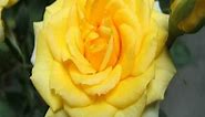 Meaning of Yellow Rose