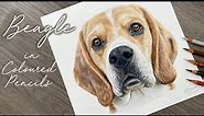 Beagle Drawing in Coloured Pencils / Drawing Process / Pet Portrait Artist