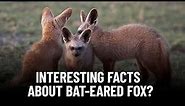 The Extraordinary Facts of the Bat-Eared Fox!