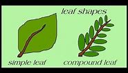 Types Of Leaves || Science For Kids || All About Plant Leaf