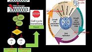 p53 and Cell cycle arrest |Cancer Biology | Oncology @biologyexams4u