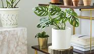 How To Grow And Care For Mini Monstera