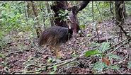 Animals of the Daintree Rainforest