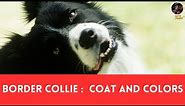 Exploring the Vibrant World of Border Collie Coats and Colors