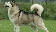 Discover the 10 Most Popular Dog Breeds With Curly Tails