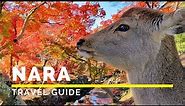 NARA, JAPAN Travel Guide | Happy Trip