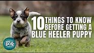 Blue Heeler Puppies | Things to Know about Before Getting A Blue Heeler Puppy