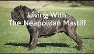 ALL ABOUT LIVING WITH NEAPOLITAN MASTIFFS