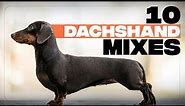 10 Of The Most Adorable Dachshund Mix Dog Breeds