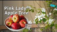 Pink Lady® Apple Tree | FastGrowingTrees.com
