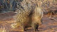 10 Incredible Porcupine Facts