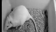 Stressed Mouse Reacting to Noise