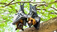 15 Flying Fox Facts - Fact Animal