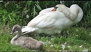 Bird Facts: The Mute Swan