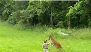 Deer with the Madden HIT STICK | funny animals