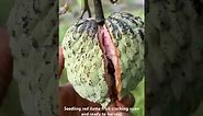 Red ilama fruit ready for harvest in Florida