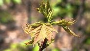 Plant portrait - Red maple (Acer rubrum)