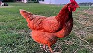 Breed Overview: Golden Comet Chicken