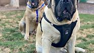 The BEST Dog Harness for Large Dogs [Definitive Buyers Guide]