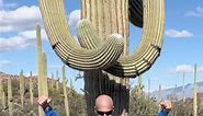 Cactus mimicry #cactus #plants #botany #desert #nature #Hiking - | Gina Porter