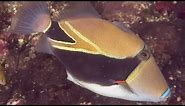 Facts: The Reef Triggerfish (Humuhumunukunukuapua'a)