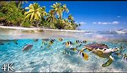 11 HOURS Stunning 4K Underwater footage + Music | "Tahiti Reef Relaxation" Ambient Nature Film