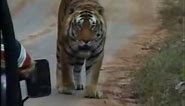 Prime Male Bengal Tiger