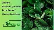 Why Do Strawberry Leaves Turn Brown? Causes & Actions