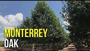 An Amazing Fast Growing Shade Tree: The Monterrey Oak