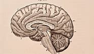 Human brain: Facts, functions & anatomy