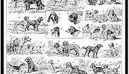 Poster Master Vintage Dog Breeds Poster - Retro Dog Breeds Chart Print - Dog Art - Gift for Men, Women, Dog Owner & Animal Lover - Chic Wall Decor for Bedroom or Living Room - 8x10 UNFRAMED Wall Art