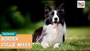 Border Collie Mixes: A Complete Guide To The Top 10 Border Collie Mix Dogs!