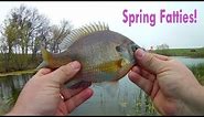 FAT Spring fish! BIG Bluegill and FIESTY Bass!