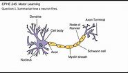 How A Neuron Fires