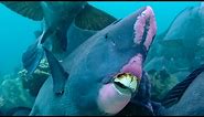 Feeding Humphead Parrotfish | Blue Planet | BBC Earth