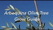 How to Grow Arbequina Olive Trees for BEST Olive Production