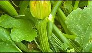 All About Cocozelle Zucchini Squash, Squash Bugs, and Hand Pollination! | Texas Gardening