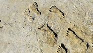 NOVA | Ice Age Footprints | Season 49 | Episode 9 | Arizona PBS
