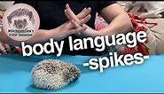 Hedgehog body language - Spines up definition