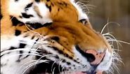 The Royal Bengal Tiger - Close up footage of its mouth open and sharp teeth. Most dangerous animal