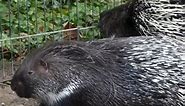 Quill-iant Creatures: Porcupines #porcupines #porcupine #animals #animalslover #animalsphotography #wildlifephotography #wildlife #wildlifeobservation #fbreelsvideo #fbreels #fbreels23 #fbshorts | Neverland Channel