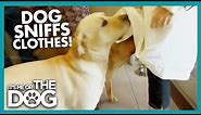 Why Do Dogs Sniff Crotches? | It's Me or the Dog
