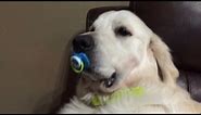 Dog Refuses to Give Up Pacifier